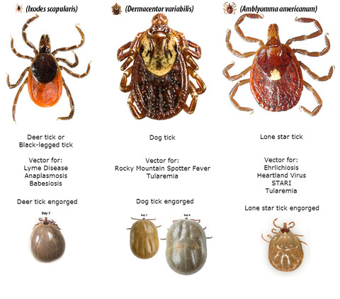 Tick_identification_guide_large